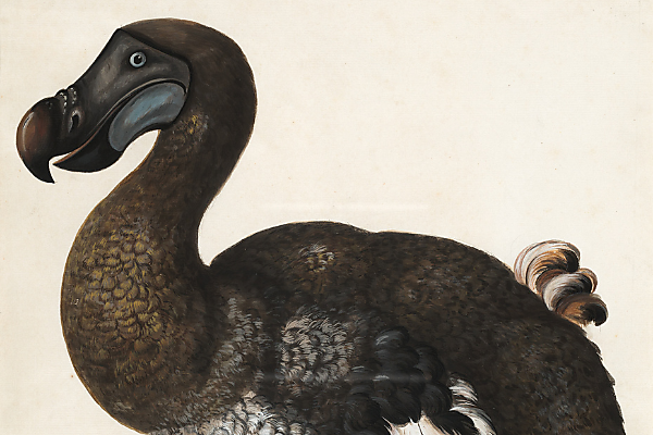 What Can the Dodo Teach us about Extinction?